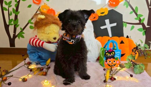 お試し入園　ヒナちゃん