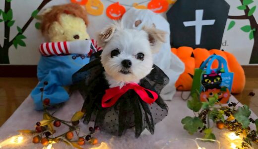 幼稚園生　リーナベルちゃん