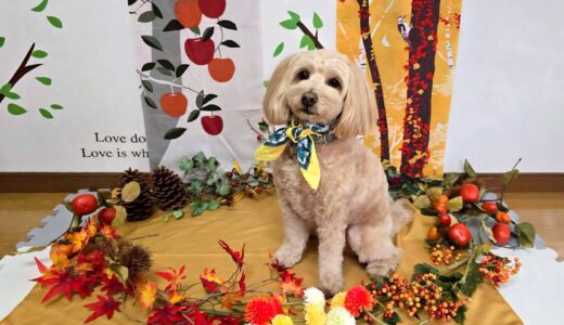 幼稚園生　トイくん