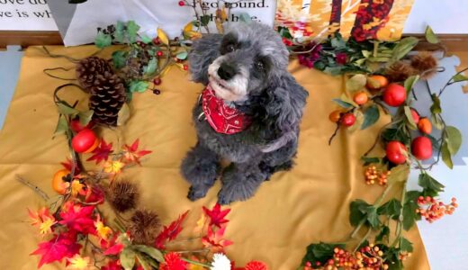 幼稚園生　菜那ちゃん