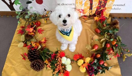 お試し入園　ルイくん