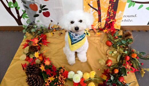 幼稚園生　クッキーくん