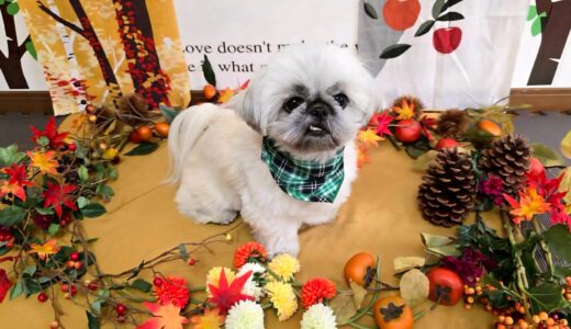 幼稚園生　ぽんちゃん