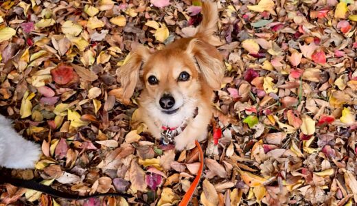 幼稚園生　ジェニファーちゃん