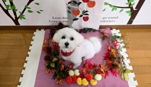 幼稚園生　マルちゃん