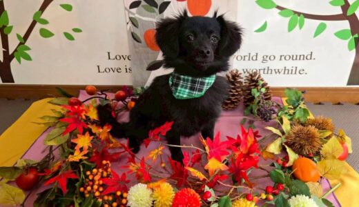 幼稚園生　クッキーちゃん