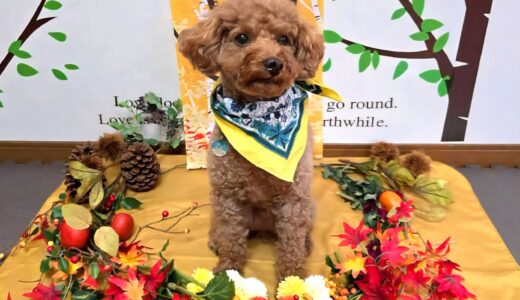 幼稚園生　ひなたくん