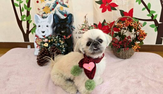 幼稚園生　ぽんちゃん