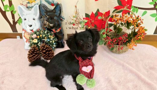 幼稚園生　クッキーちゃん