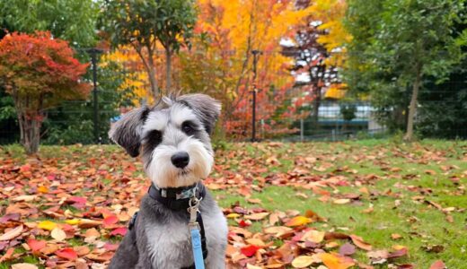 幼稚園生　シュバくん
