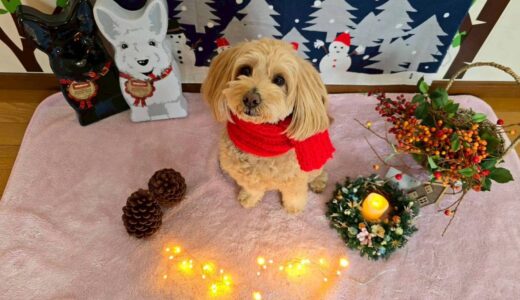 幼稚園生　トイくん