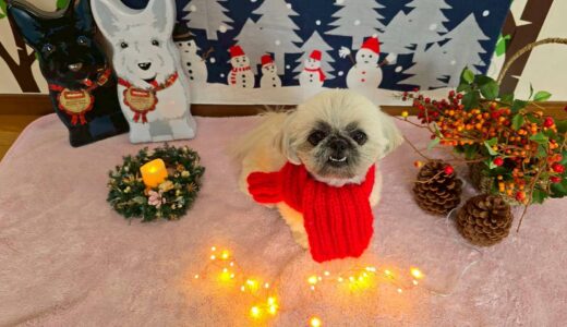 幼稚園生　ぽんちゃん