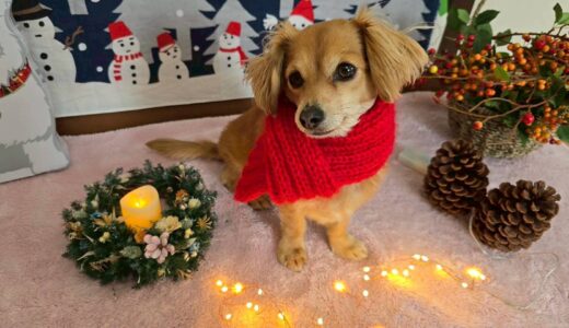 幼稚園生　ジェニファーちゃん