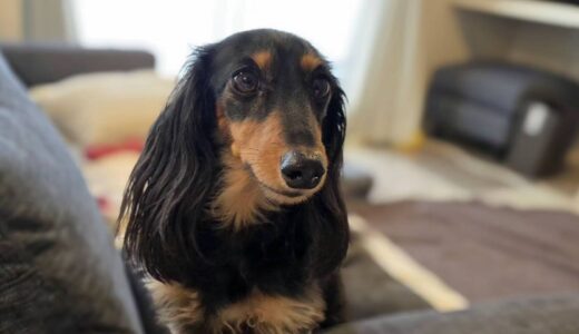 ノアくん　カウンセリング　