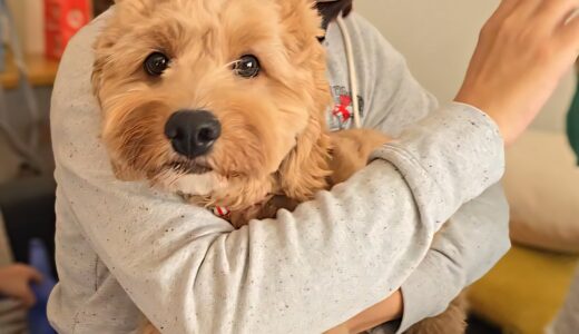 アポロくん　カウンセリング　