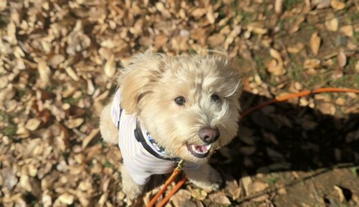 個別レッスン　むぎくん　