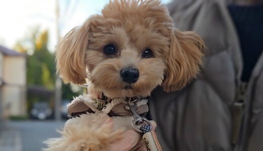 個別レッスン　レイくん