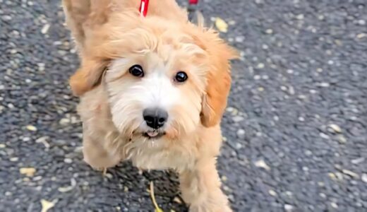 個別レッスン　ぽんたくん