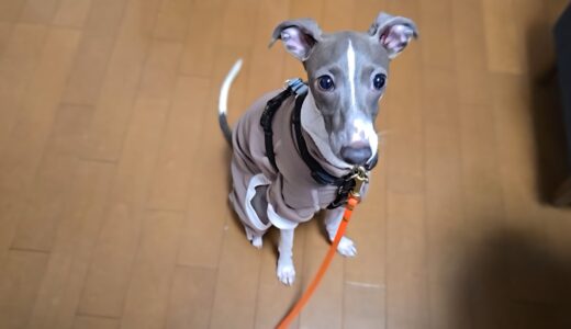 個別レッスン　フィンくん