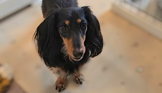 個別レッスン　ノアくん　