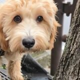 個別レッスン　ぽんたくん