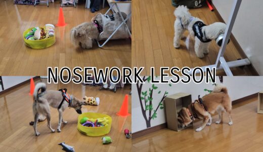 ノーズワークレッスン