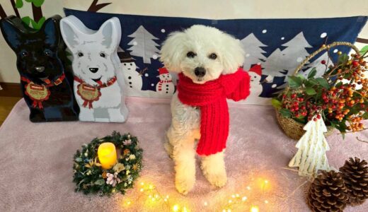 幼稚園生　クッキーくん