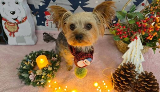 幼稚園生　ルークくん