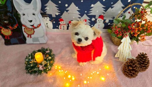 幼稚園生　リーナベルちゃん