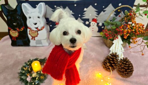 幼稚園生　ルイくん