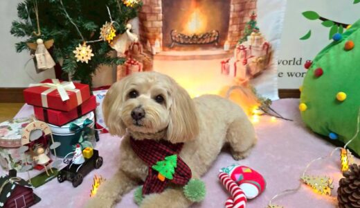 幼稚園生　トイくん