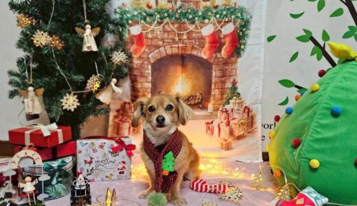 幼稚園生　ジェニファーちゃん2days