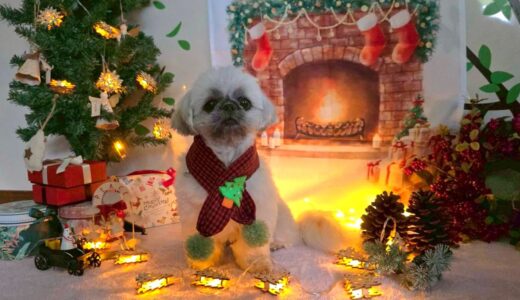 幼稚園生　ぽんちゃん