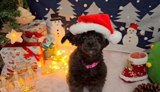 幼稚園生　ヒナちゃん　2days