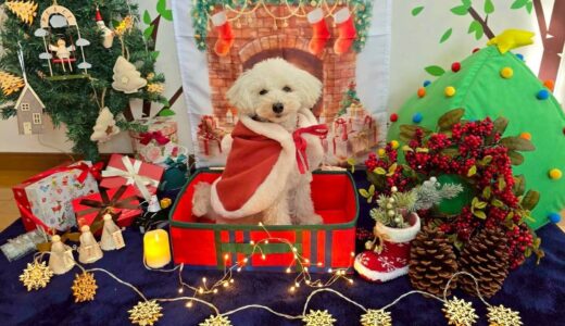 幼稚園生　クッキーくん