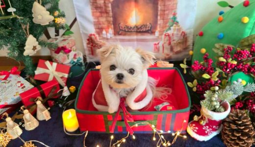 幼稚園生　リーナベルちゃん