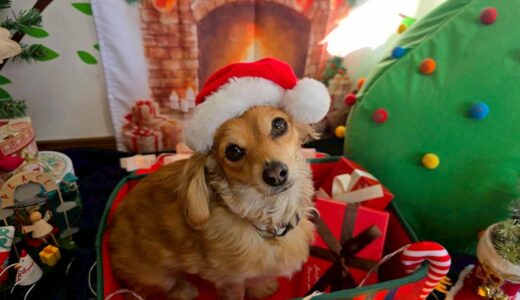 幼稚園生　ジェニファーちゃん