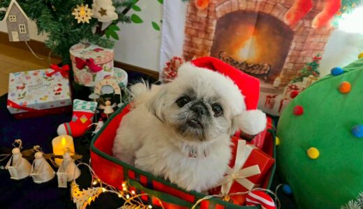 幼稚園生　ぽんちゃん