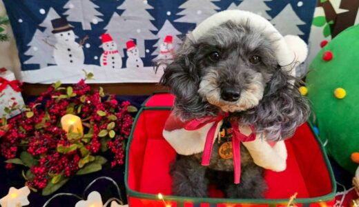 幼稚園生　菜那ちゃん