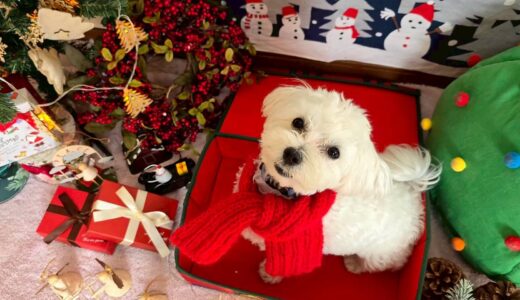 幼稚園生　ルイくん