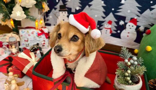 幼稚園生　ジェニファーちゃん