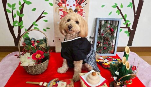 幼稚園生　トイくん