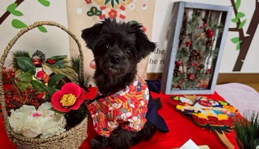 幼稚園生　ヒナちゃん