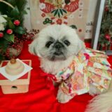 幼稚園生　ぽんちゃん