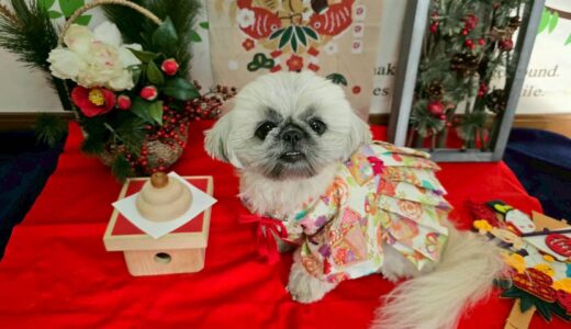 幼稚園生　ぽんちゃん