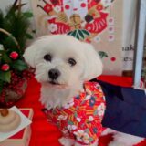 幼稚園生　マルちゃん