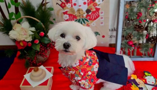 幼稚園生　マルちゃん