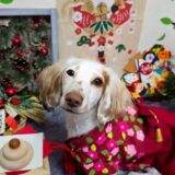 幼稚園生　幸芽ちゃん