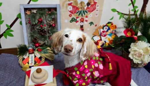 幼稚園生　幸芽ちゃん
