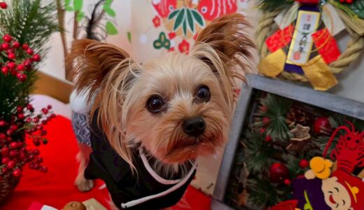 幼稚園生　ルークくん